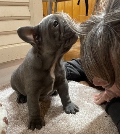 Francia bulldog