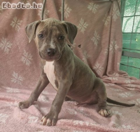 Amerikai Staffordshire terrier