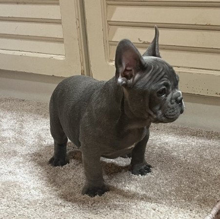 Francia bulldog