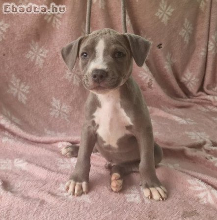 Amerikai Staffordshire terrier