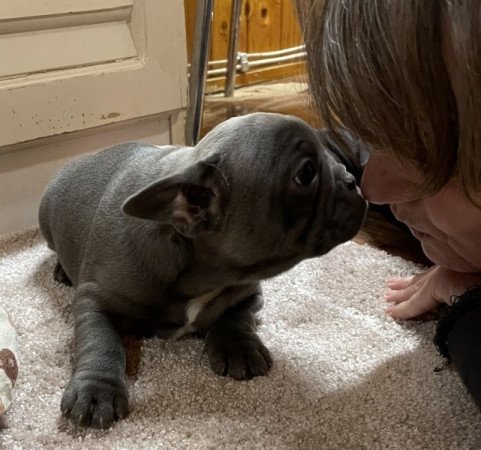 Francia bulldog