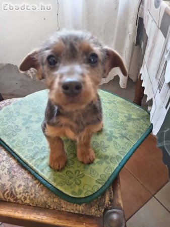 Eladó tacskó fiú