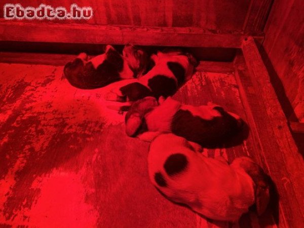 Eladó Basset hound kiskutyák