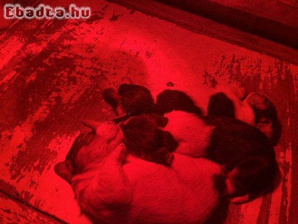 Eladó Basset hound kiskutyák