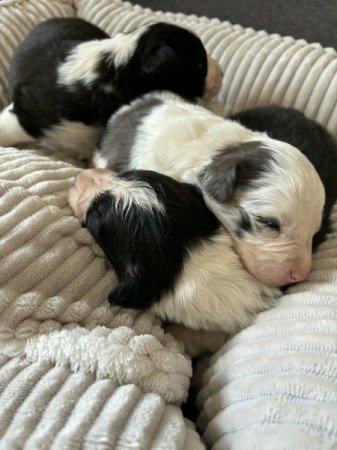 Bordercollie