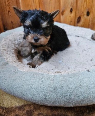 Yorksire terrier