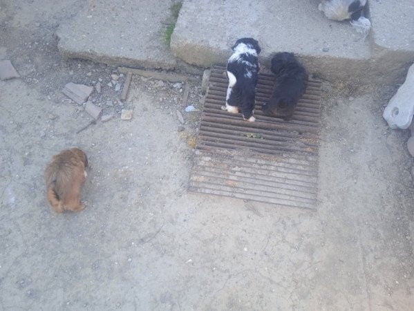shi tzu