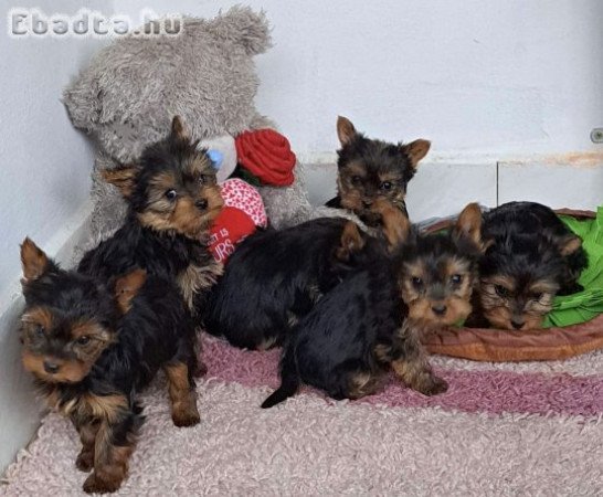 Yorkshire terrier kiskutyák eladók