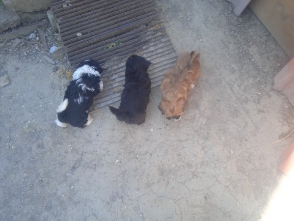 shi tzu