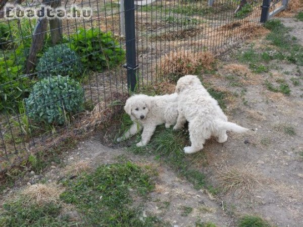 Kuvasz kiskutya