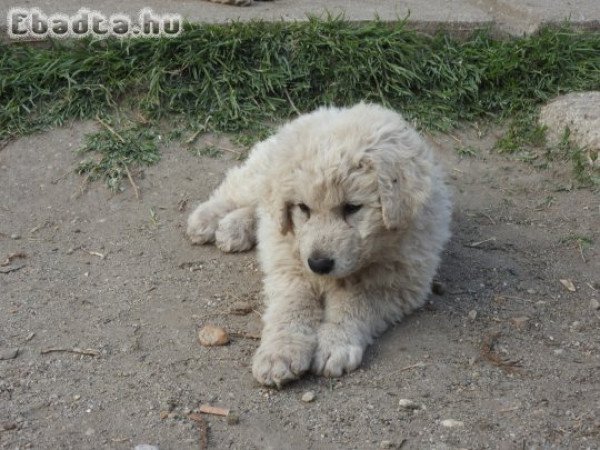Kuvasz kiskutya