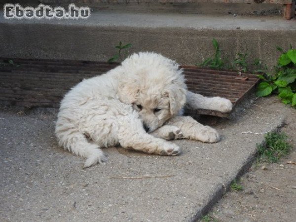 Kuvasz kiskutya