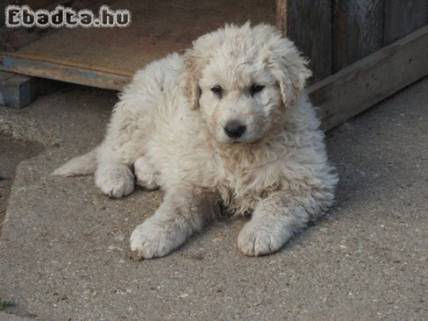 Kuvasz kiskutya