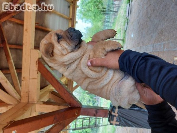 Shar pei