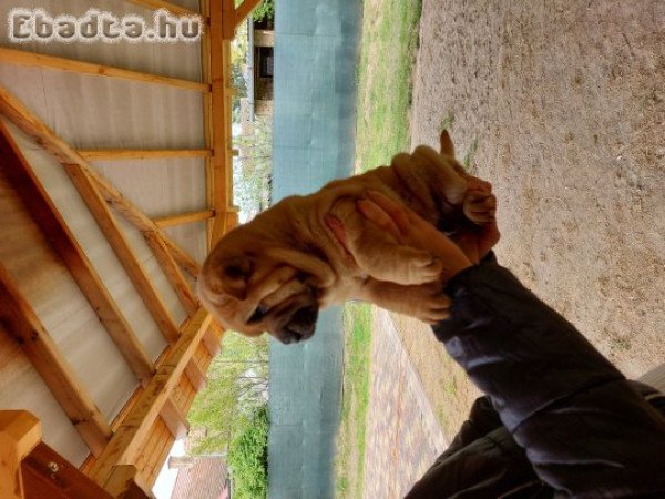 Shar pei
