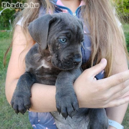Cane corso kiskutyák  eladók