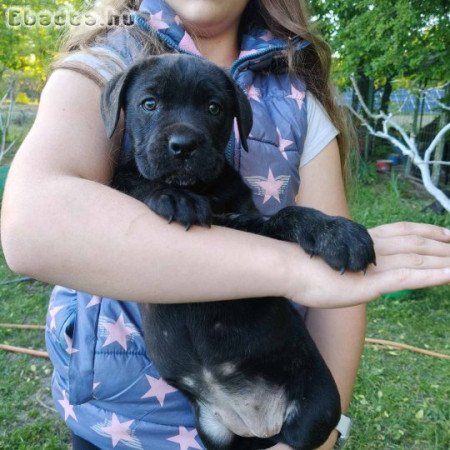Cane corso kiskutyák  eladók
