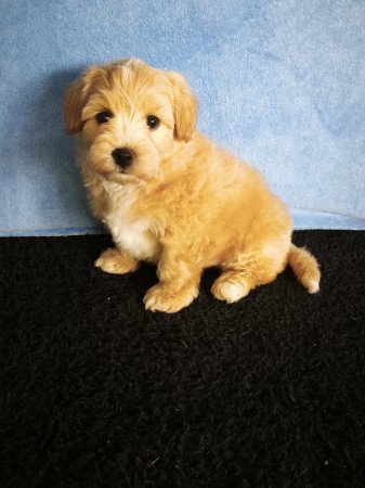 Maltipoo kisfiú