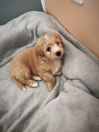 Maltipoo kisfiú