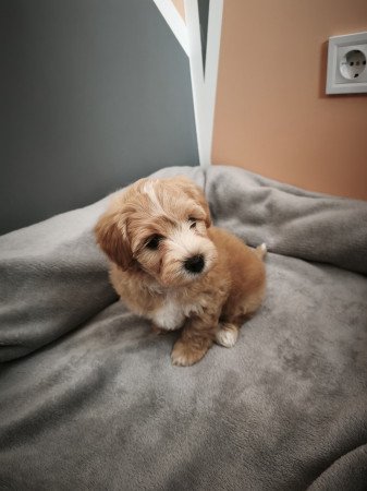 Maltipoo kisfiú