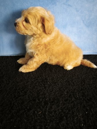 Maltipoo kisfiú