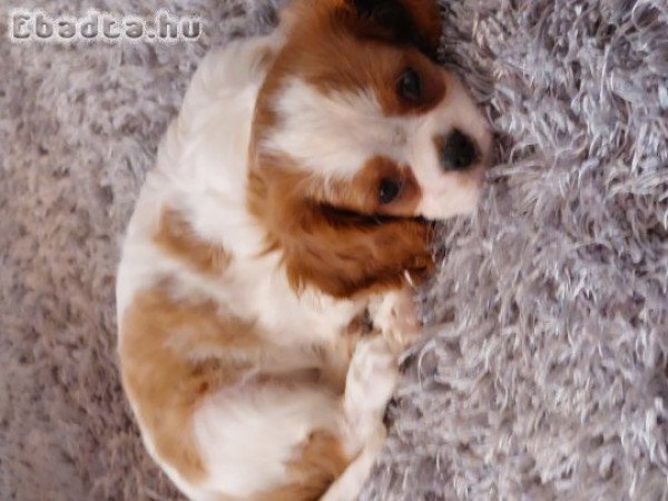 Cavalier King Charles kiskutyák