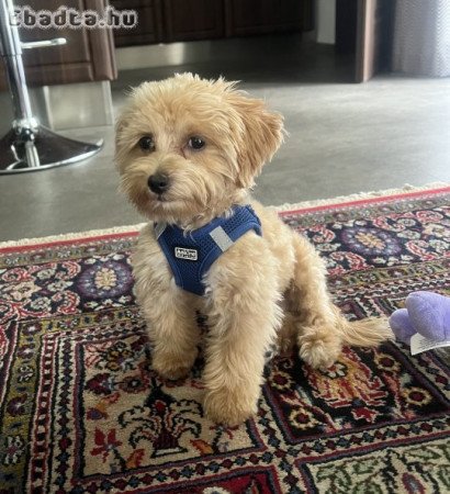 Maltipoo kisfiú