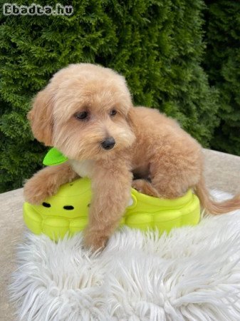 Maltipoo kisfiú