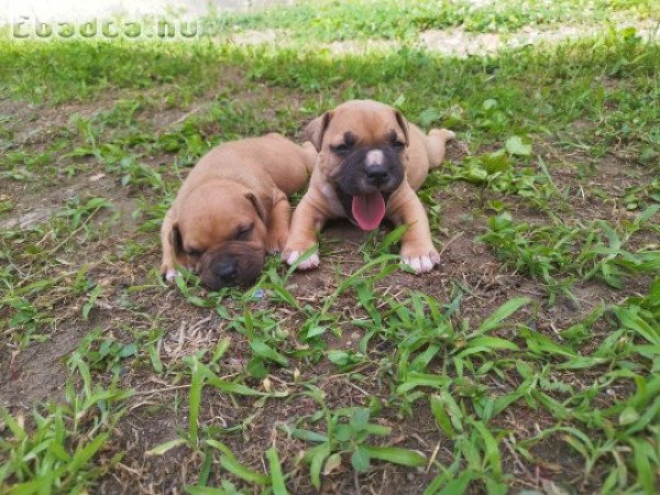 Staffordshire terrier kiskutyák eladóak!