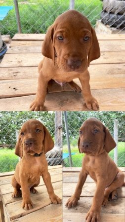 Magyar vizsla