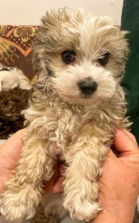 Bichon havanese