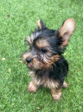 Yorkshire Terrier