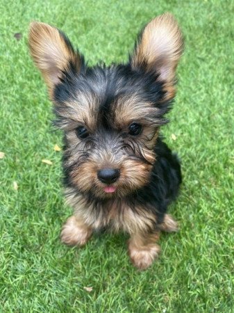 Yorkshire Terrier