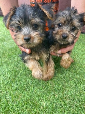 Yorkshire Terrier