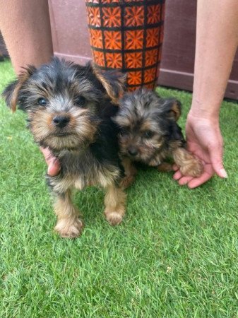 Yorkshire Terrier