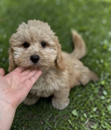 Maltipoo