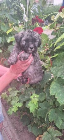 Bichon Havanese