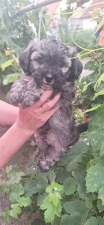 Bichon Havanese