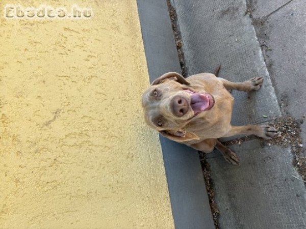 Eladó weimari vizsla szuka