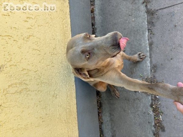 Eladó weimari vizsla szuka