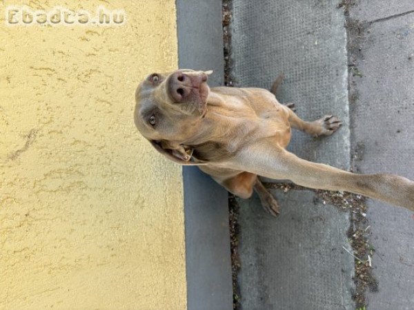 Eladó weimari vizsla szuka