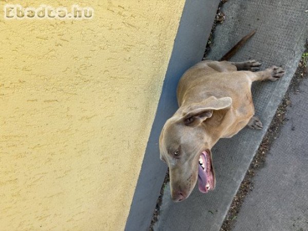 Eladó weimari vizsla szuka