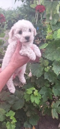 Bichon Havanese