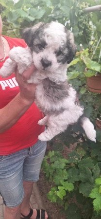 Bichon Havanese