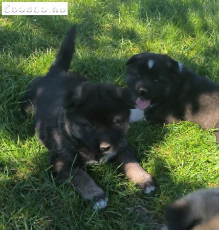 Amerikai akita kiskutya