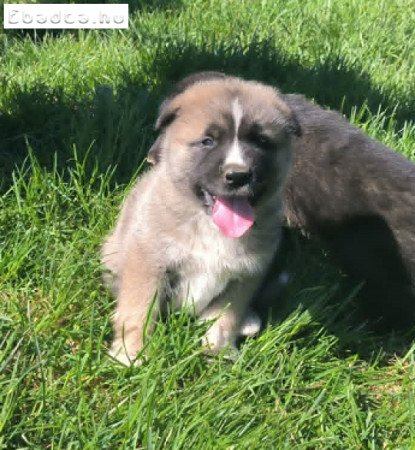 Amerikai akita kiskutya
