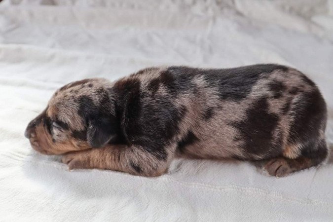 Catahoula Leopárdkutya