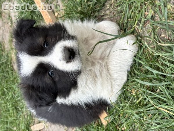 Border Collie kiskutyák