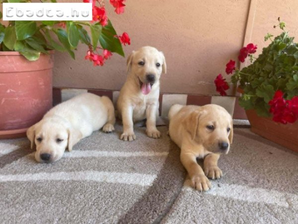 Labrador Retriever Kiskutyák Eladók