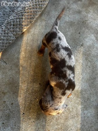 Mini Dachshund Puppies For Sale